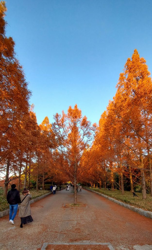 神戸市立森林植物園 へ紅葉を見に行ってきました 加古川 姫路の子育てママの夢が叶う家づくり注文住宅 三建