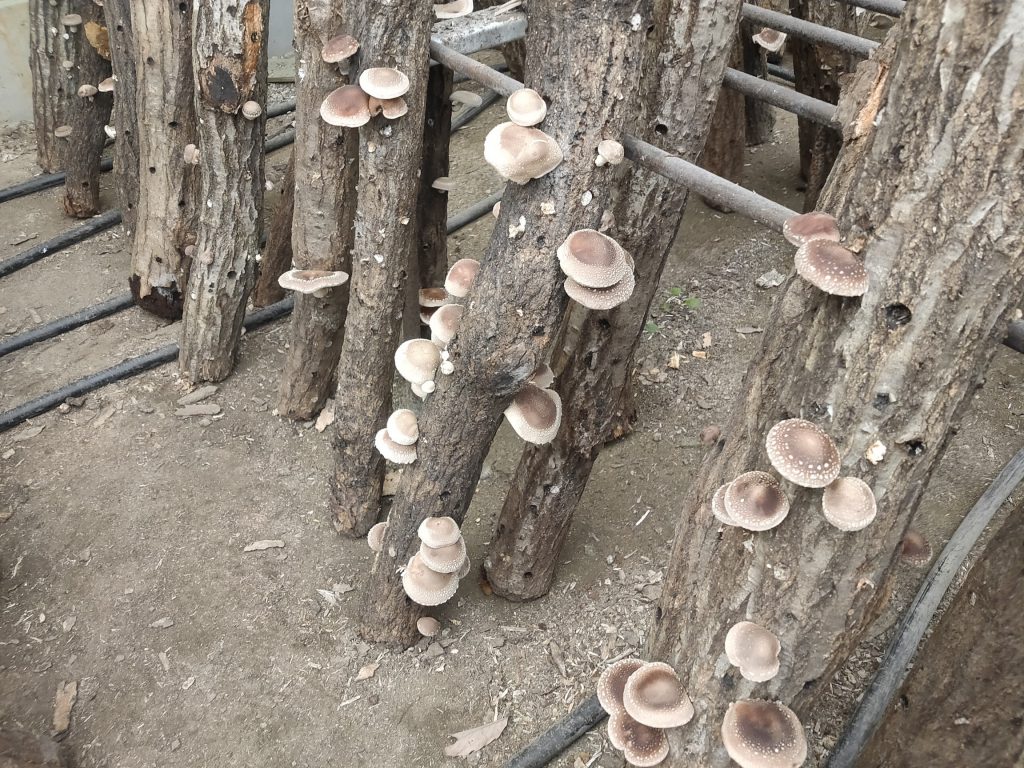 画像に alt 属性が指定されていません。ファイル名: IMG20211017112526-1024x768.jpg