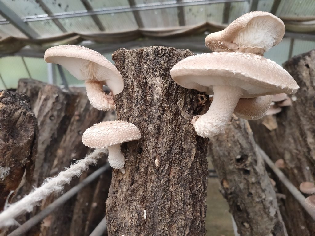 画像に alt 属性が指定されていません。ファイル名: IMG20211017112606-1024x768.jpg