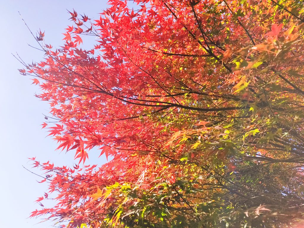 画像に alt 属性が指定されていません。ファイル名: IMG_20211128_203557-1024x768.jpg