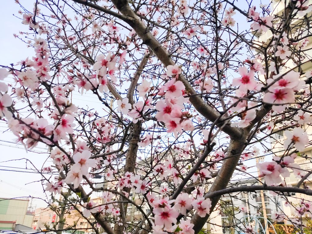 画像に alt 属性が指定されていません。ファイル名: IMG_20220325_071737-1024x768.jpg